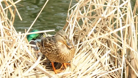 Duck in the reeds Stock Footage 73483758