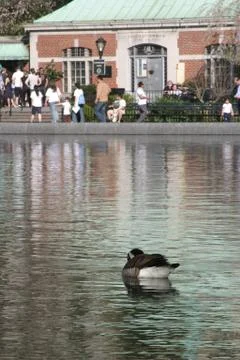 Duck in reflecting pool in park 스톡 사진
