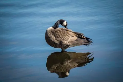 Duck reflection in the lake Stock Photos