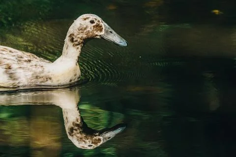 Duck with reflection Fotos de archivo