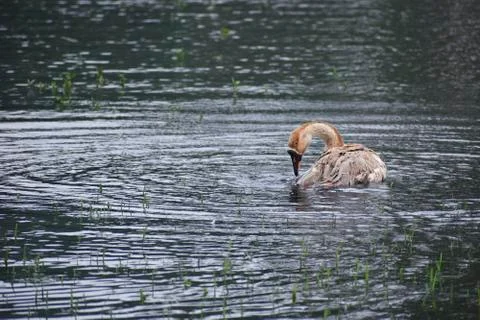 The Duck is refreshing itself. Stock Photos