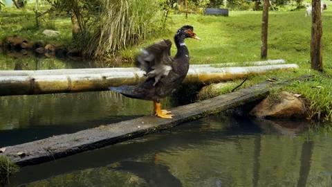 Duck Resting on Board in Small River Stock Footage 321320938