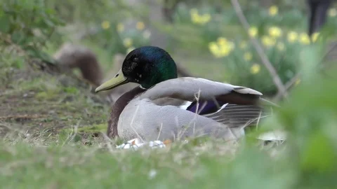 Duck resting feathers park spring beak green Stock Footage