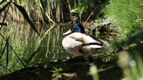 Duck resting Stock Footage 91738218
