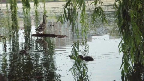 Duck resting Stock Footage 110924429