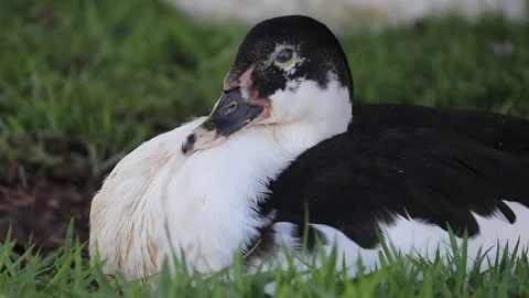 Duck Resting in the Grass Stock-Footage 229733305