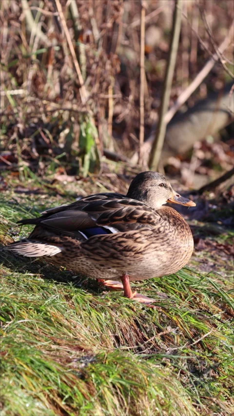 Duck Resting On Grass By Water. Vertical.   스톡 동영상 284172845