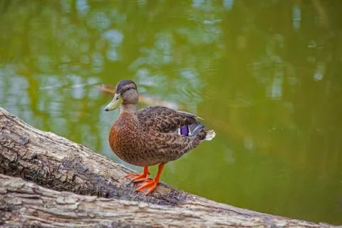 Duck resting Stock Photos