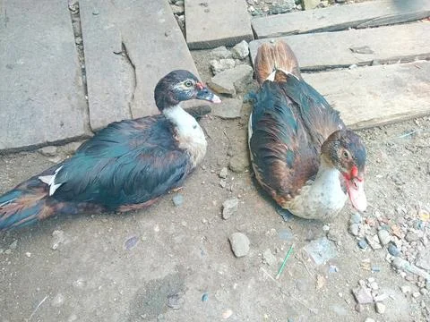 The duck is resting Stock Photos