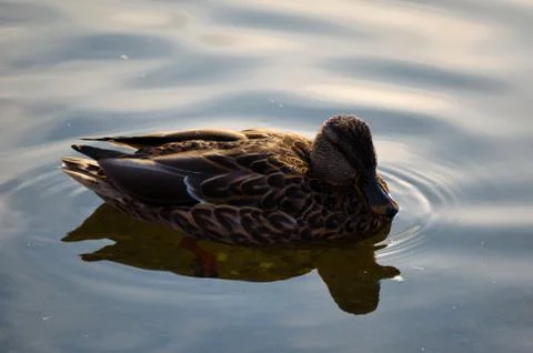 Duck resting in pond Stock Photos