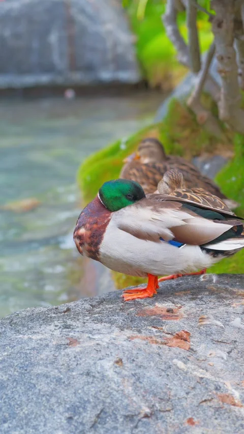 Duck resting on a rock-vertical Stock-Footage 255971858