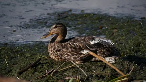 Duck resting on the shore Stock-Footage 103305177