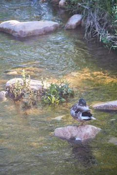 Duck resting on a stone of the quiet river Stock Photos