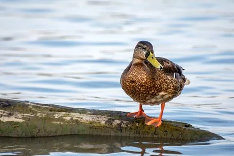 Duck resting on a tree trunk Stock Photos