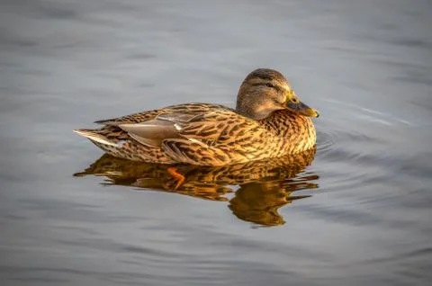 Duck resting on the water Stock Photos