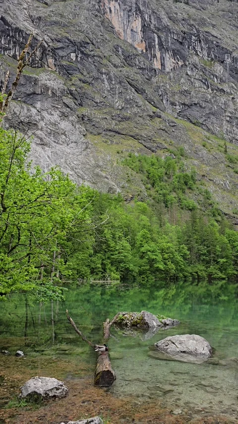 A duck rests quietly on a sunlit fallen log in the crystal-clear waters of Lake  Stock Footage 309417152