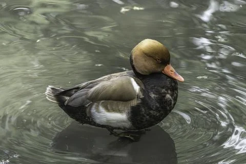 Duck rests on the surface of the water Stock Photos
