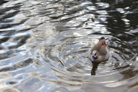 Duck Ripple Stock Photos