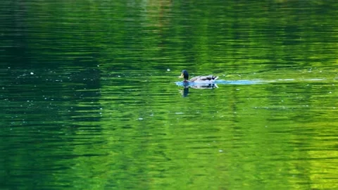 Duck on river Adda Stock Footage 130847616