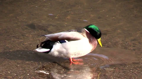 Duck on the river bank Stock Footage 36254104