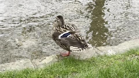 A duck at river bank Stock Footage 304966632