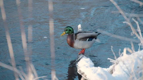 Duck on a river bank in winter Stock Footage 261291397