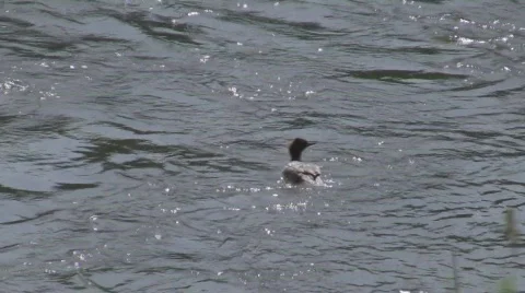 Duck on river close-up Stock Footage 481809
