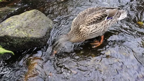 Duck in river drinking. Stock Footage 236772352