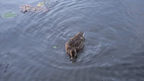 Duck in the river eating 4K Stock Footage 92632759