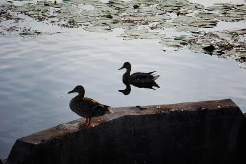 Duck on the river in the fall 스톡 사진