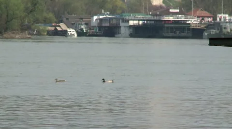 Duck on a river Stock Footage 2855007