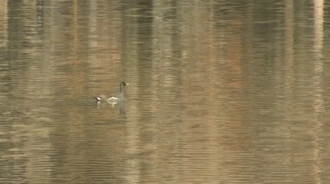 Duck on River Видео 9986893