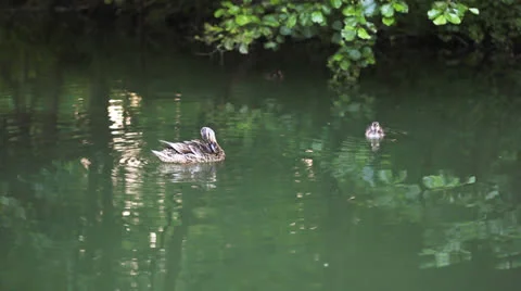 Duck is in the river Stock Footage 26185203