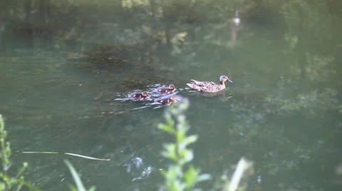 Duck is in the river Stock Footage 27214803