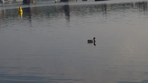 Duck on the river Stock Footage 37369170