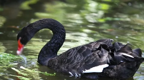 Duck on the river Stock Footage 42199819