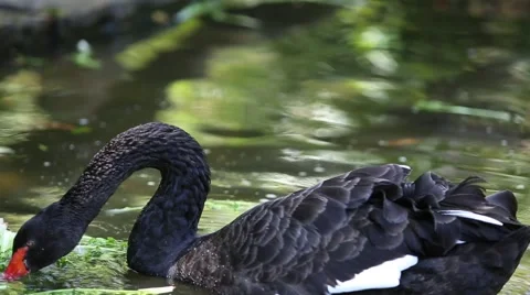 Duck on the river Video stock 42200013