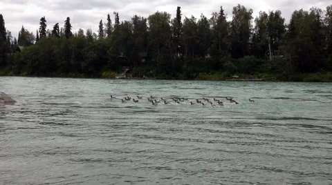 Duck on river Stock Footage 46484510