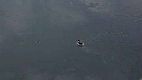 Duck in the river Stock Footage 101948063