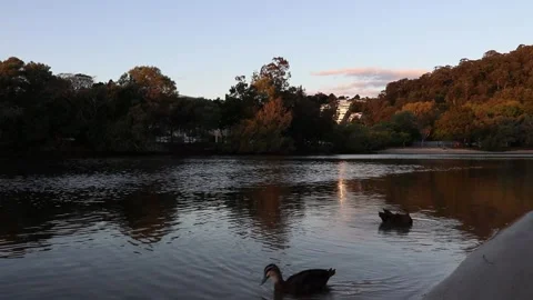 Duck on river Stock Footage 235581968