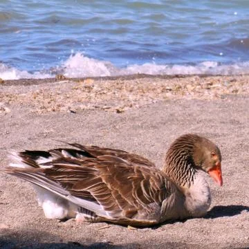 Duck in river lake Foto stock