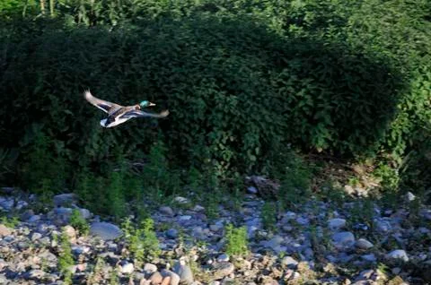 Duck in the river Stock Photos