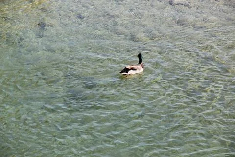 Duck in a river Stock Photos