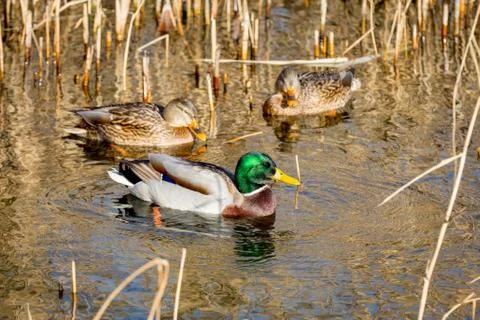 Duck on river Stock Photos