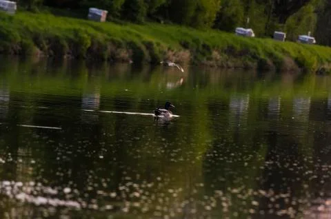 Duck on the river Stock Photos