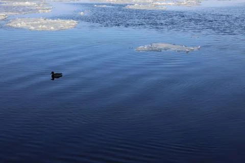 Duck in the river Stock Photos