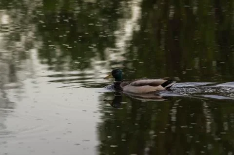 Duck on the river Stock Photos
