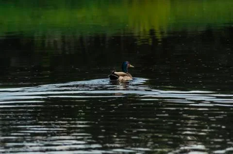Duck on the river Stock Photos