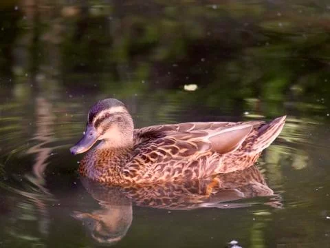 Duck On The River Stock Photos