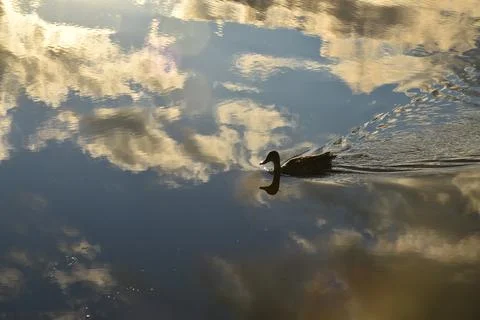 A duck on the river Stock Photos